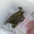 5 In the Cooler with the Chicken Necks